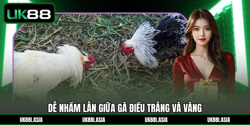 Dễ nhầm lẫn giữa gà điều trắng và vàng 