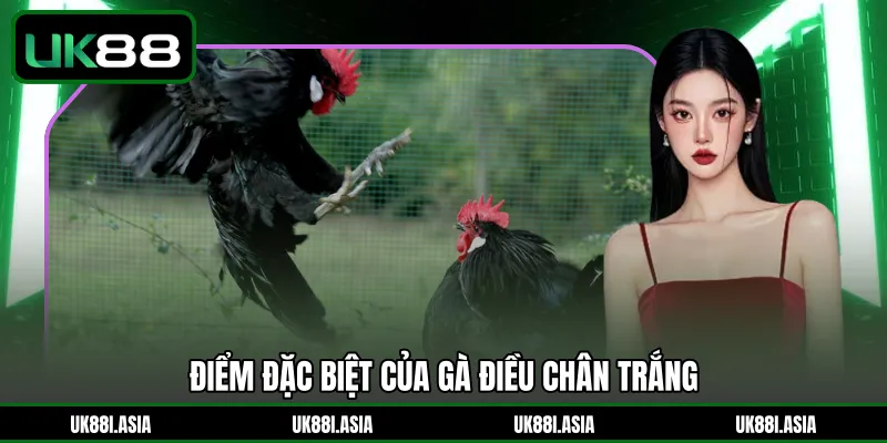 Điểm đặc biệt của gà điều chân trắng