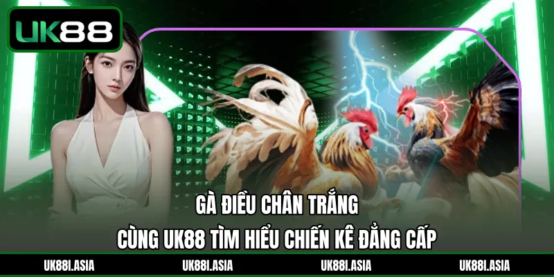 Gà Điều Chân Trắng | Cùng UK88 Tìm Hiểu Chiến Kê Đẳng Cấp 